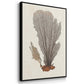 Knorr Shells & Coral I - Floater Framed Canvas Set