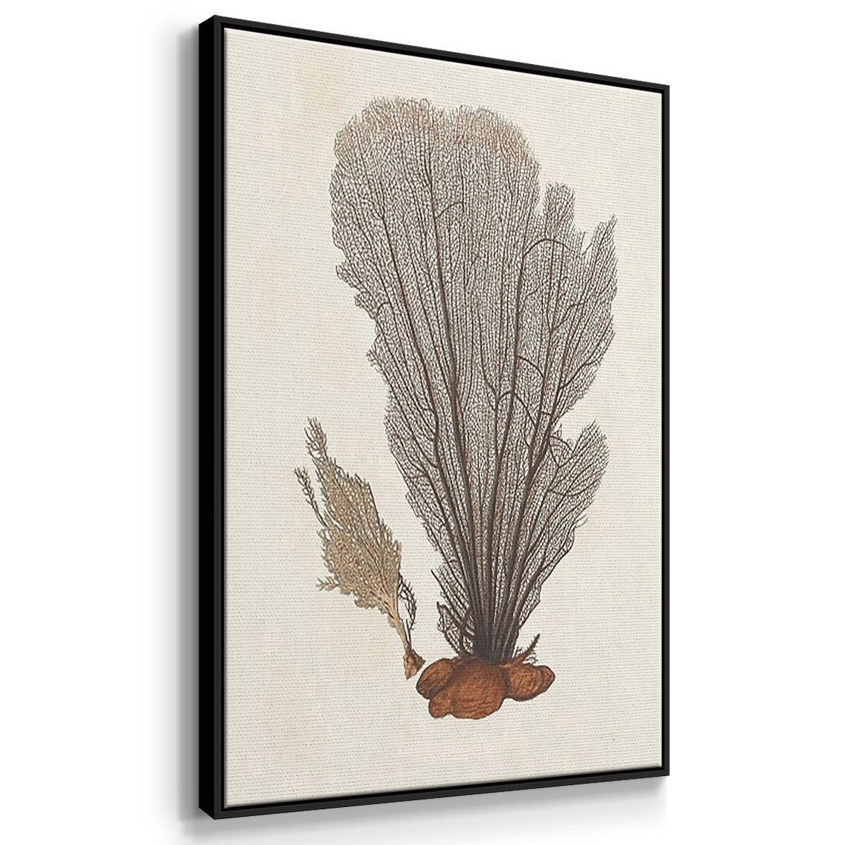 Knorr Shells & Coral I - Floater Framed Canvas Set
