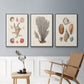 Knorr Shells & Coral I - Floater Framed Canvas Set