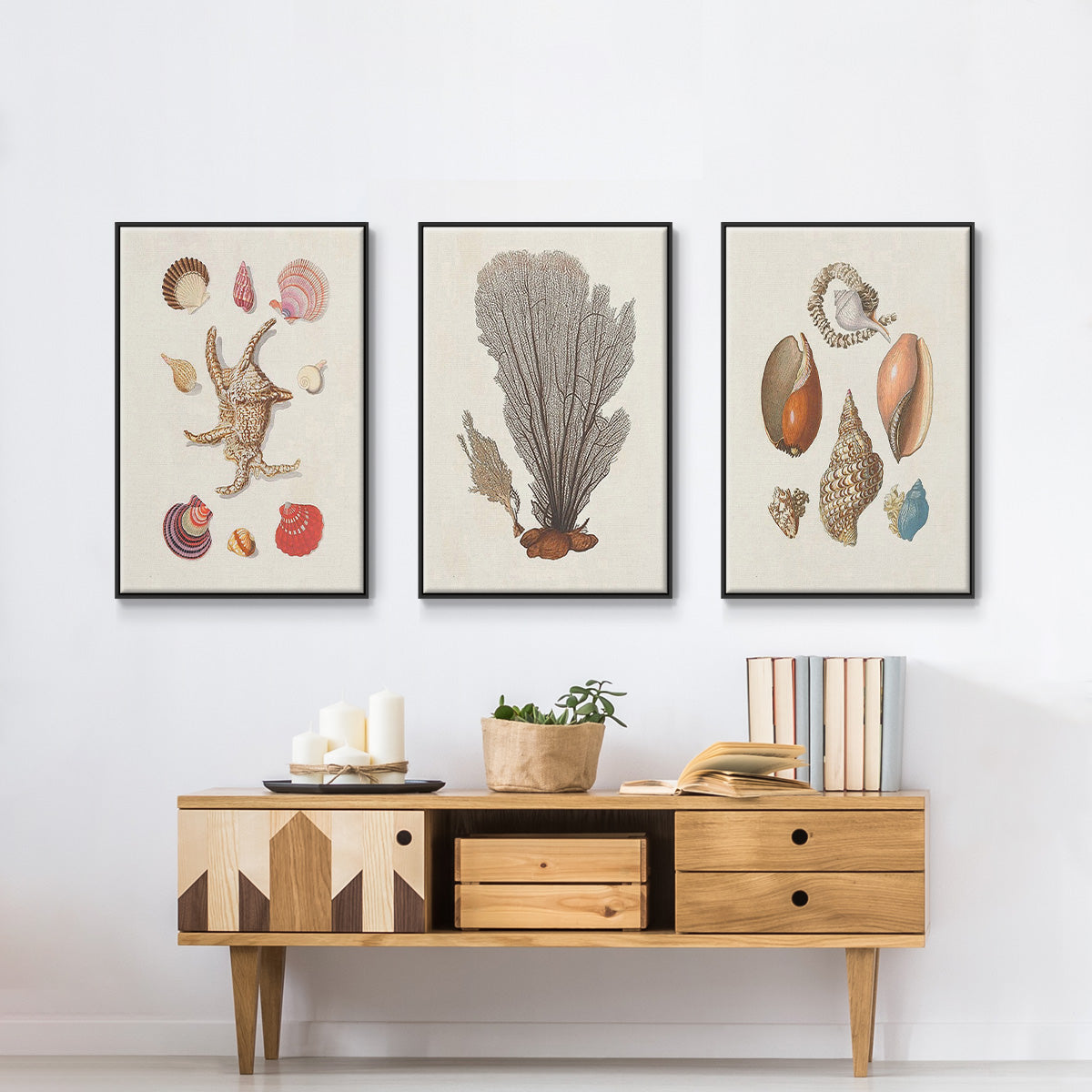 Knorr Shells & Coral I - Floater Framed Canvas Set