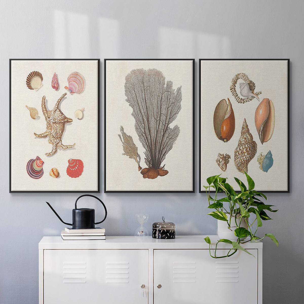 Knorr Shells & Coral I - Floater Framed Canvas Set