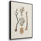 Knorr Shells & Coral IV - Floater Framed Canvas Set