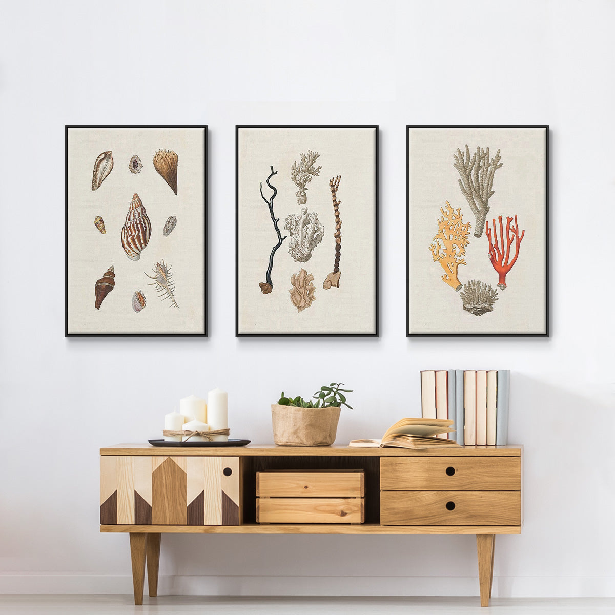 Knorr Shells & Coral IV - Floater Framed Canvas Set