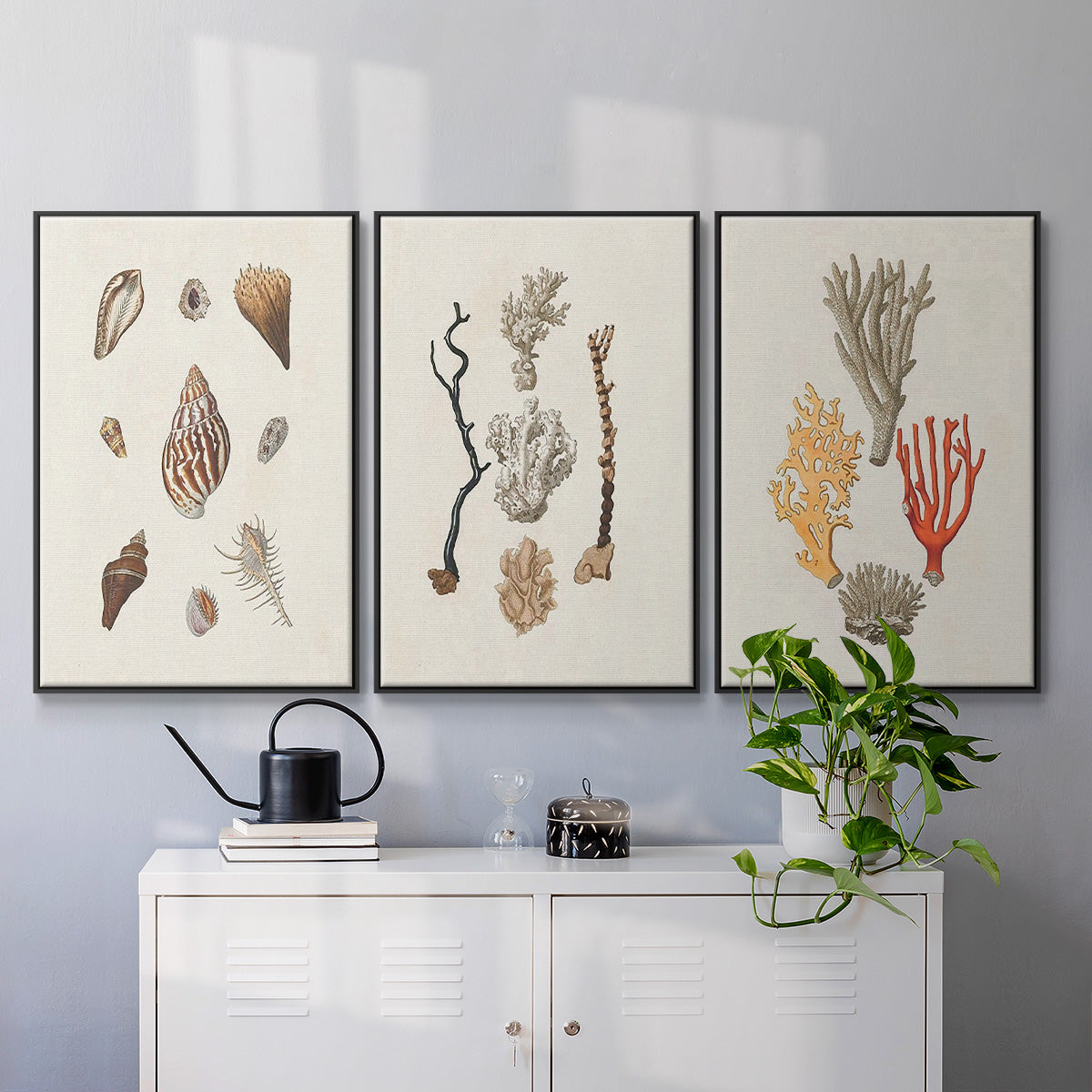 Knorr Shells & Coral IV - Floater Framed Canvas Set