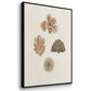 Knorr Shells & Coral VI - Floater Framed Canvas Set