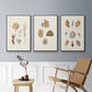 Knorr Shells & Coral VI - Floater Framed Canvas Set