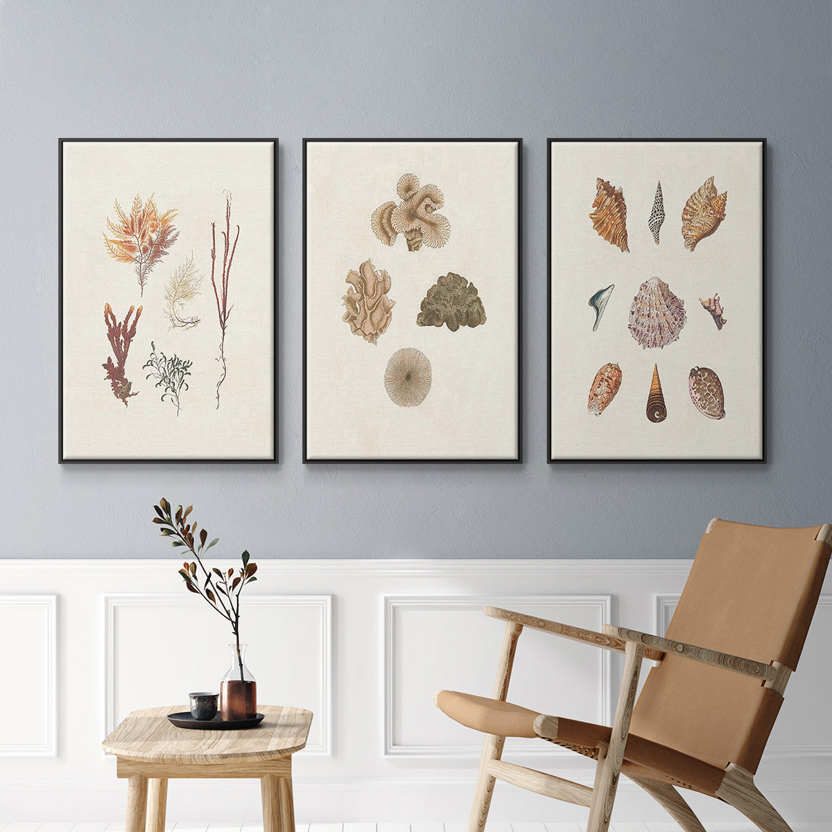 Knorr Shells & Coral VI - Floater Framed Canvas Set