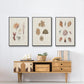 Knorr Shells & Coral VI - Floater Framed Canvas Set