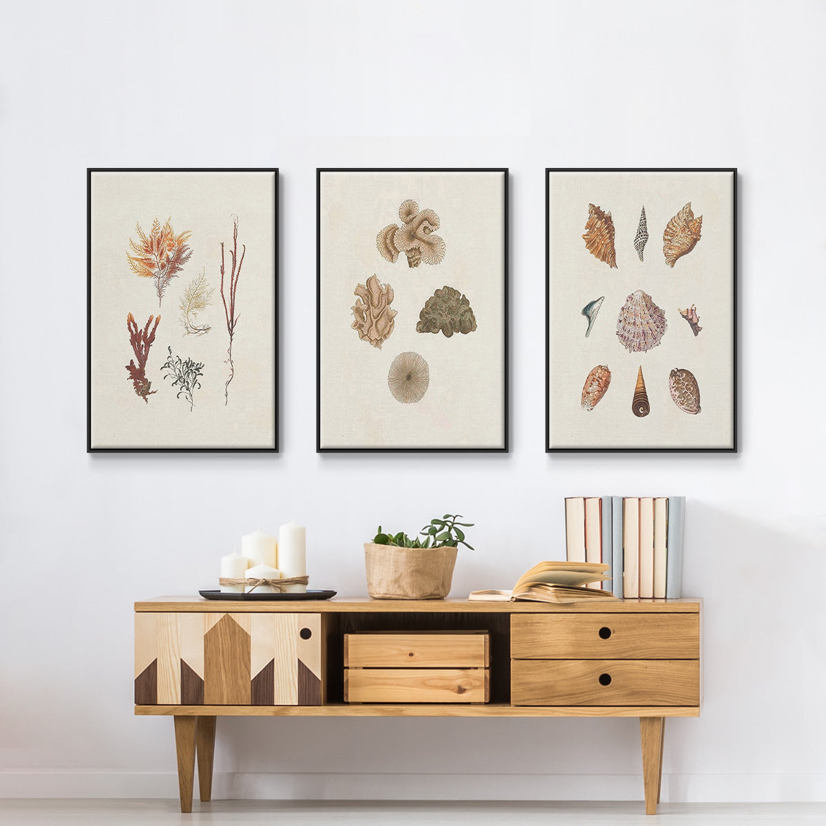 Knorr Shells & Coral VI - Floater Framed Canvas Set