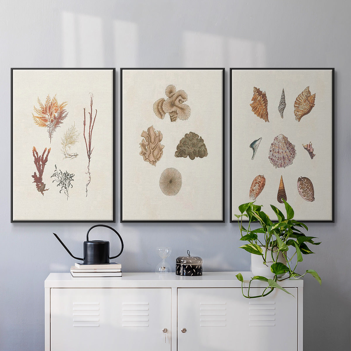 Knorr Shells & Coral VI - Floater Framed Canvas Set