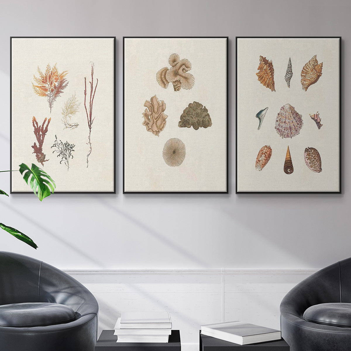 Knorr Shells & Coral VI - Floater Framed Canvas Set