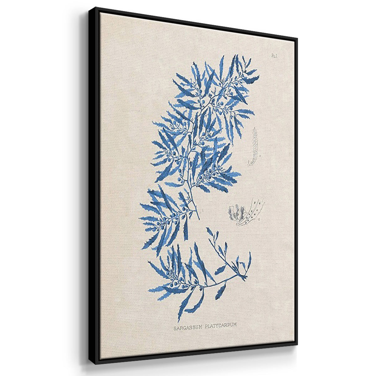 Blue Marine Algae I - Floater Framed Canvas Set