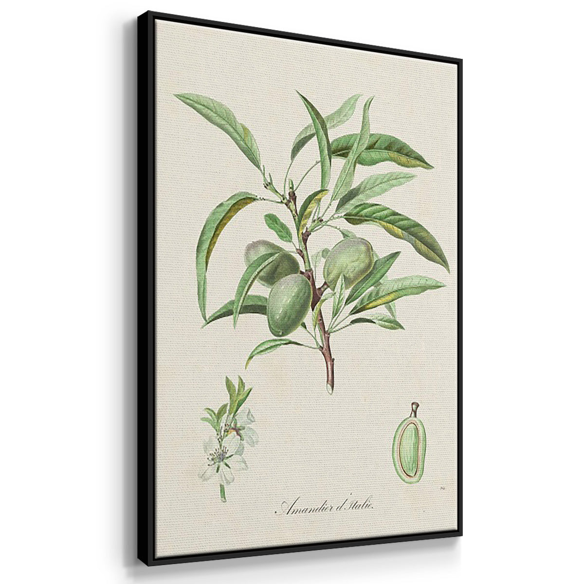 Antique Almond Botanical I - Floater Framed Canvas Set