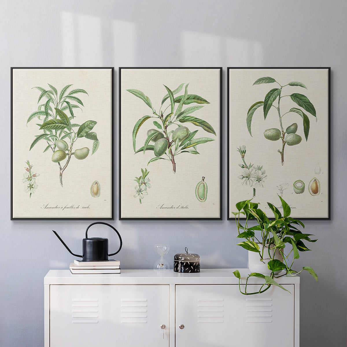 Antique Almond Botanical I - Floater Framed Canvas Set
