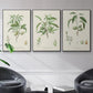 Antique Almond Botanical I - Floater Framed Canvas Set
