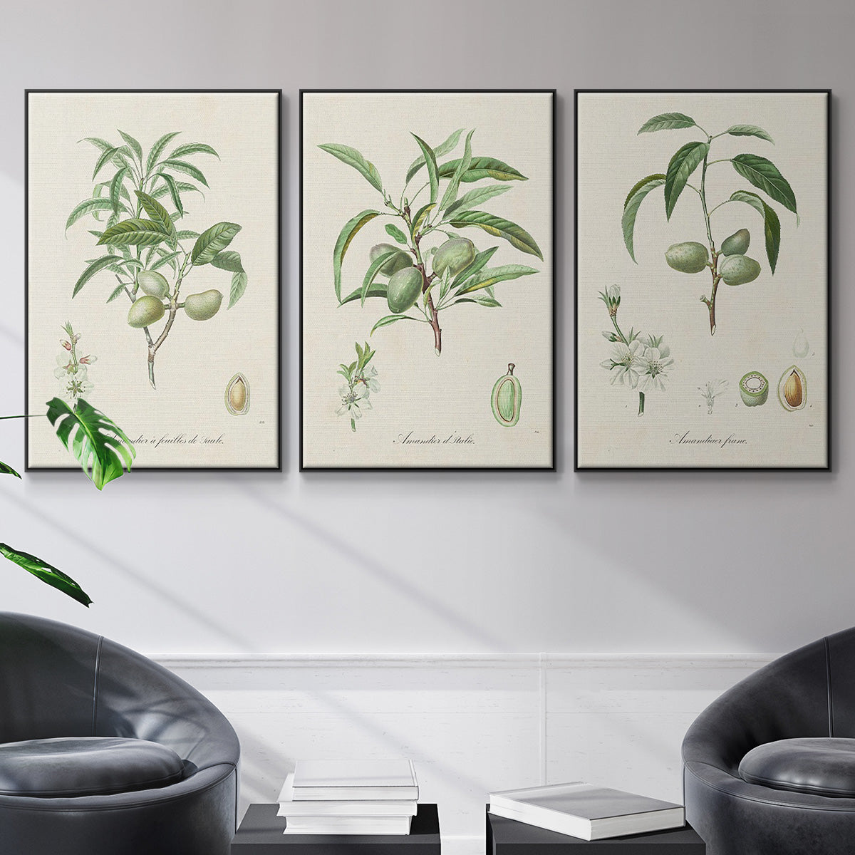 Antique Almond Botanical I - Floater Framed Canvas Set