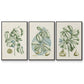 Buchoz Tropicals IX - Floater Framed Canvas Set