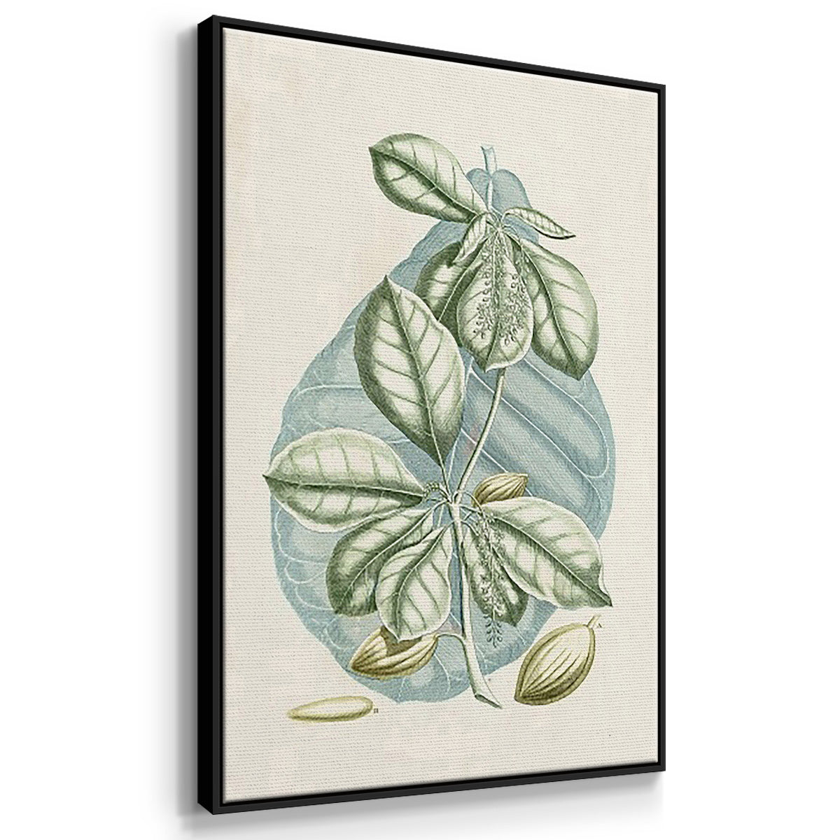 Buchoz Tropicals IX - Floater Framed Canvas Set