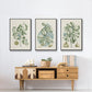 Buchoz Tropicals IX - Floater Framed Canvas Set