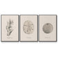 Shore Treasure Study I - Floater Framed Canvas Set