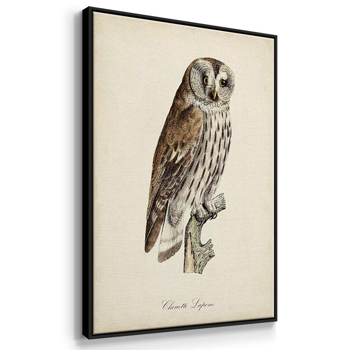 French Owls I - Floater Framed Canvas Set