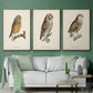 French Owls I - Floater Framed Canvas Set