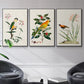 Bird in Habitat III - Floater Framed Canvas Set
