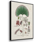 Botanical Society Ferns I - Floater Framed Canvas Set