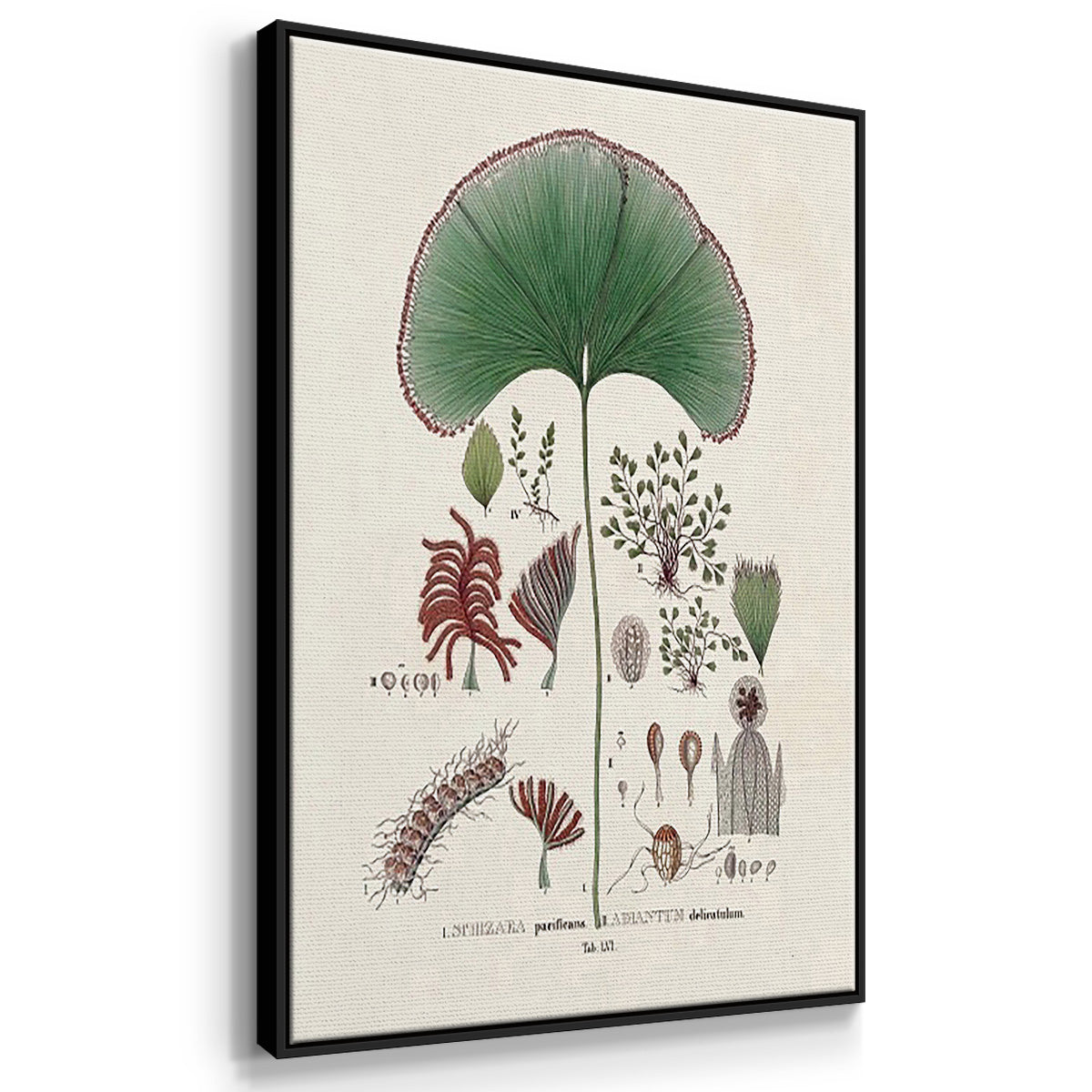 Botanical Society Ferns I - Floater Framed Canvas Set