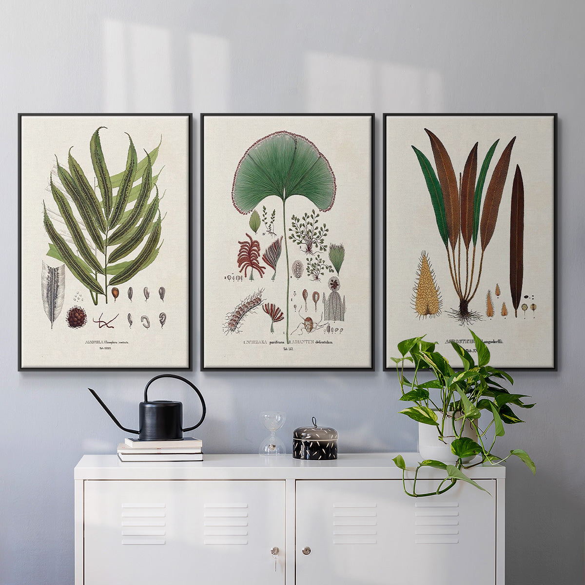 Botanical Society Ferns I - Floater Framed Canvas Set