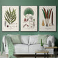 Botanical Society Ferns I - Floater Framed Canvas Set