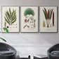 Botanical Society Ferns I - Floater Framed Canvas Set