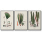 Botanical Society Ferns IV - Floater Framed Canvas Set