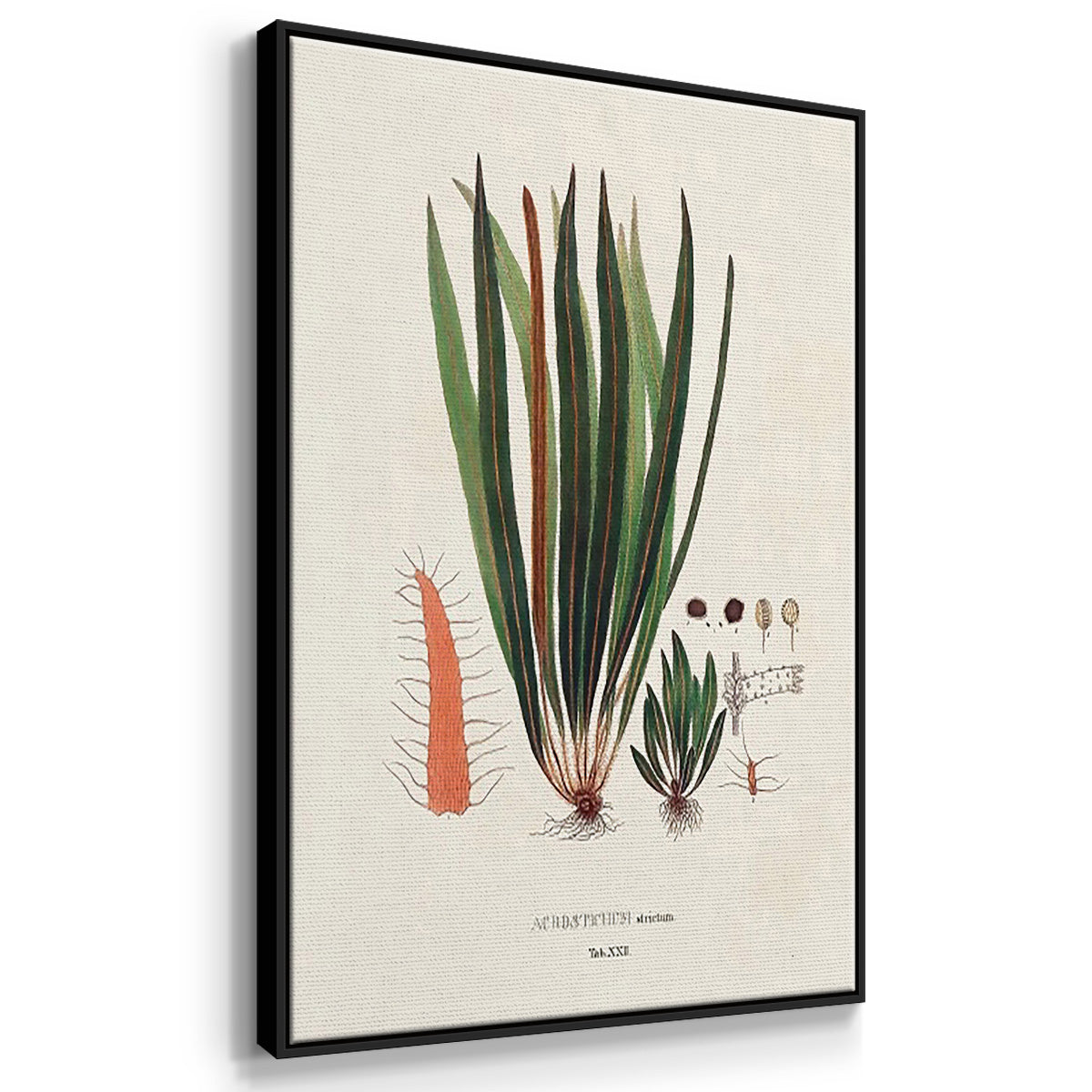 Botanical Society Ferns IV - Floater Framed Canvas Set