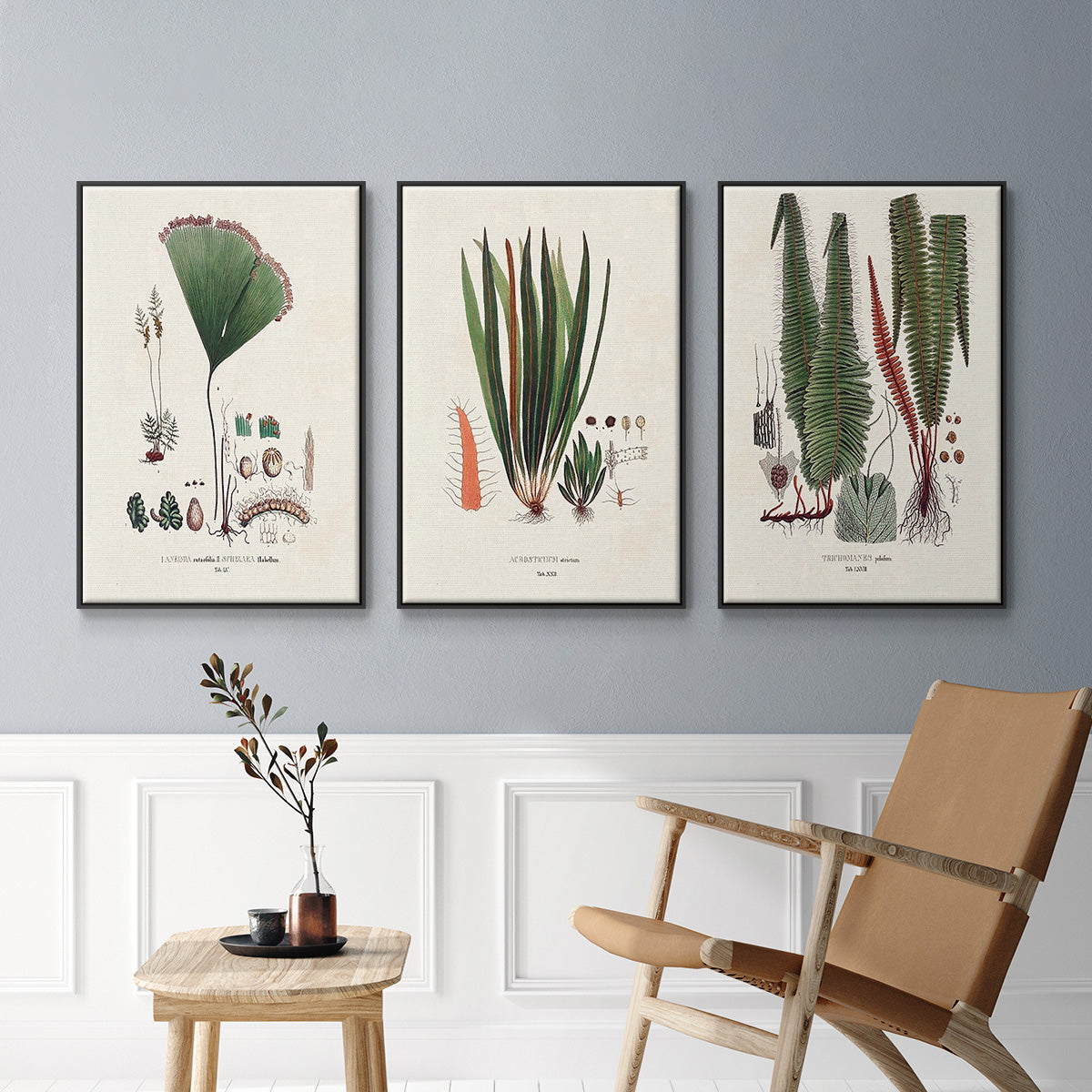 Botanical Society Ferns IV - Floater Framed Canvas Set