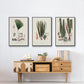 Botanical Society Ferns IV - Floater Framed Canvas Set