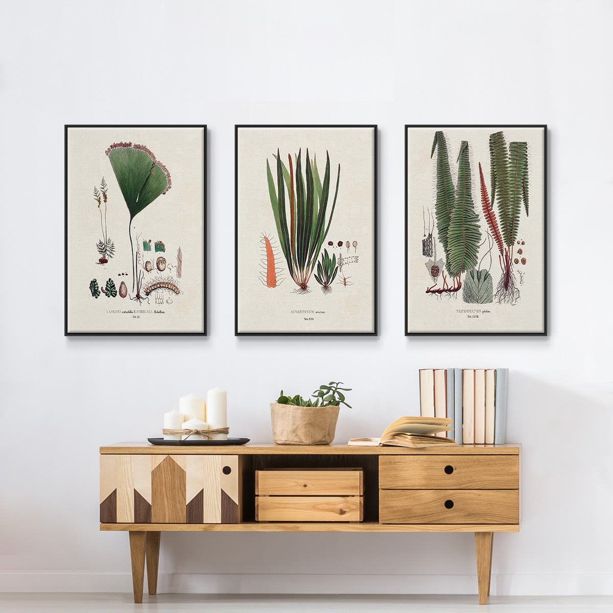 Botanical Society Ferns IV - Floater Framed Canvas Set