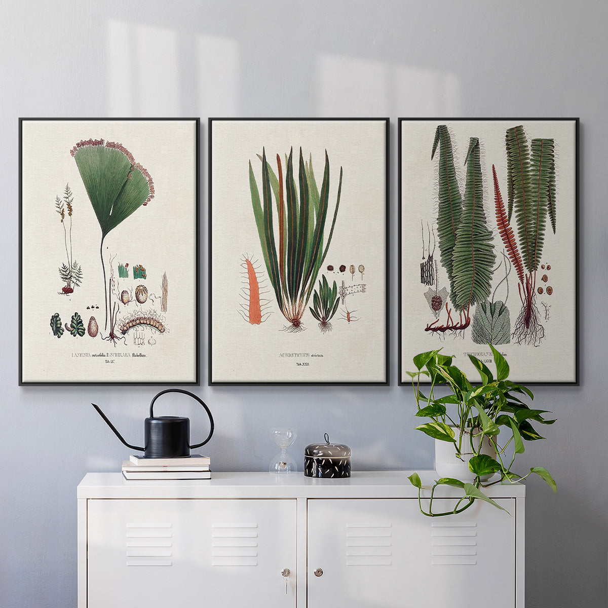 Botanical Society Ferns IV - Floater Framed Canvas Set