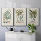 Botanical Society Ferns VI - Floater Framed Canvas Set