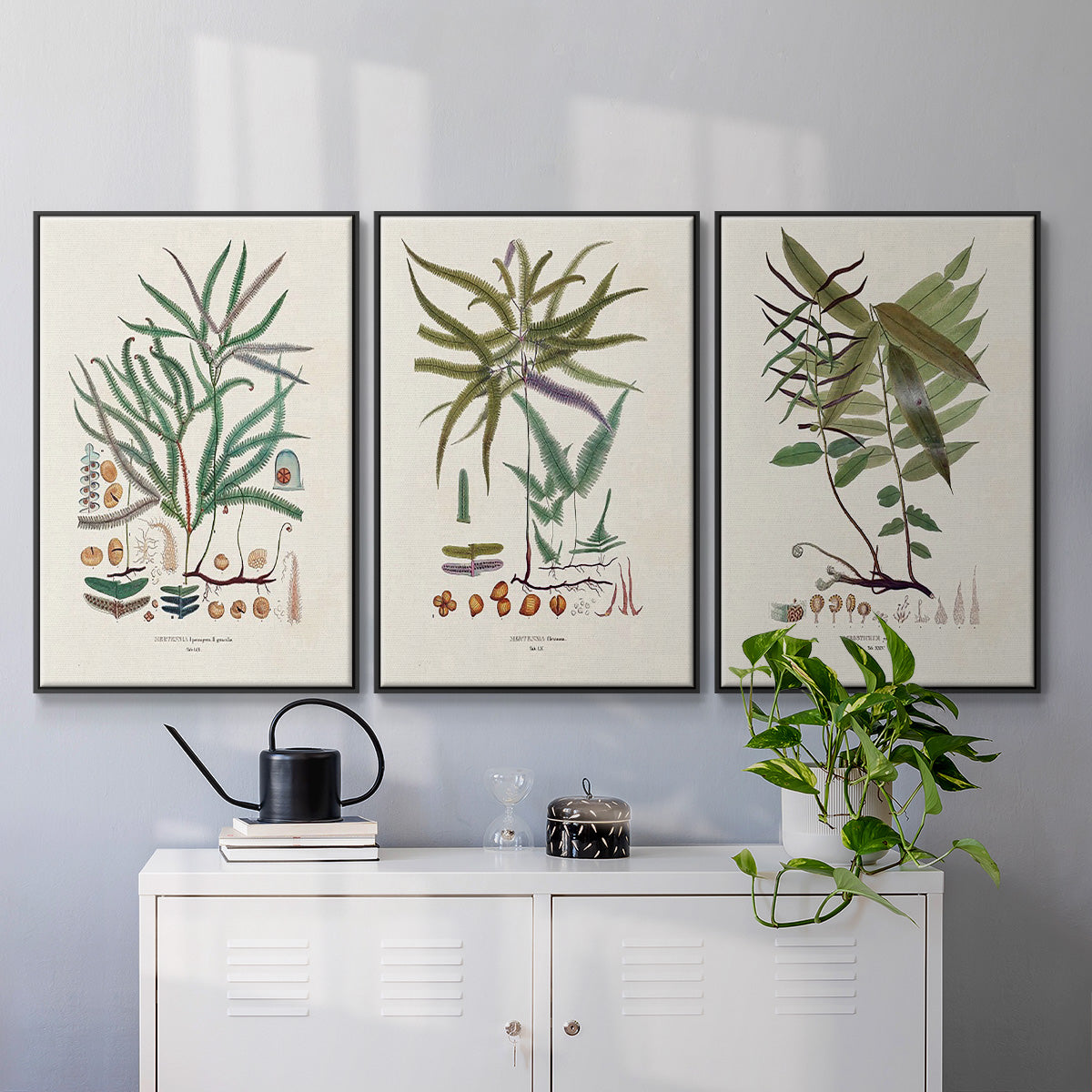 Botanical Society Ferns VI - Floater Framed Canvas Set