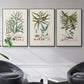 Botanical Society Ferns VI - Floater Framed Canvas Set