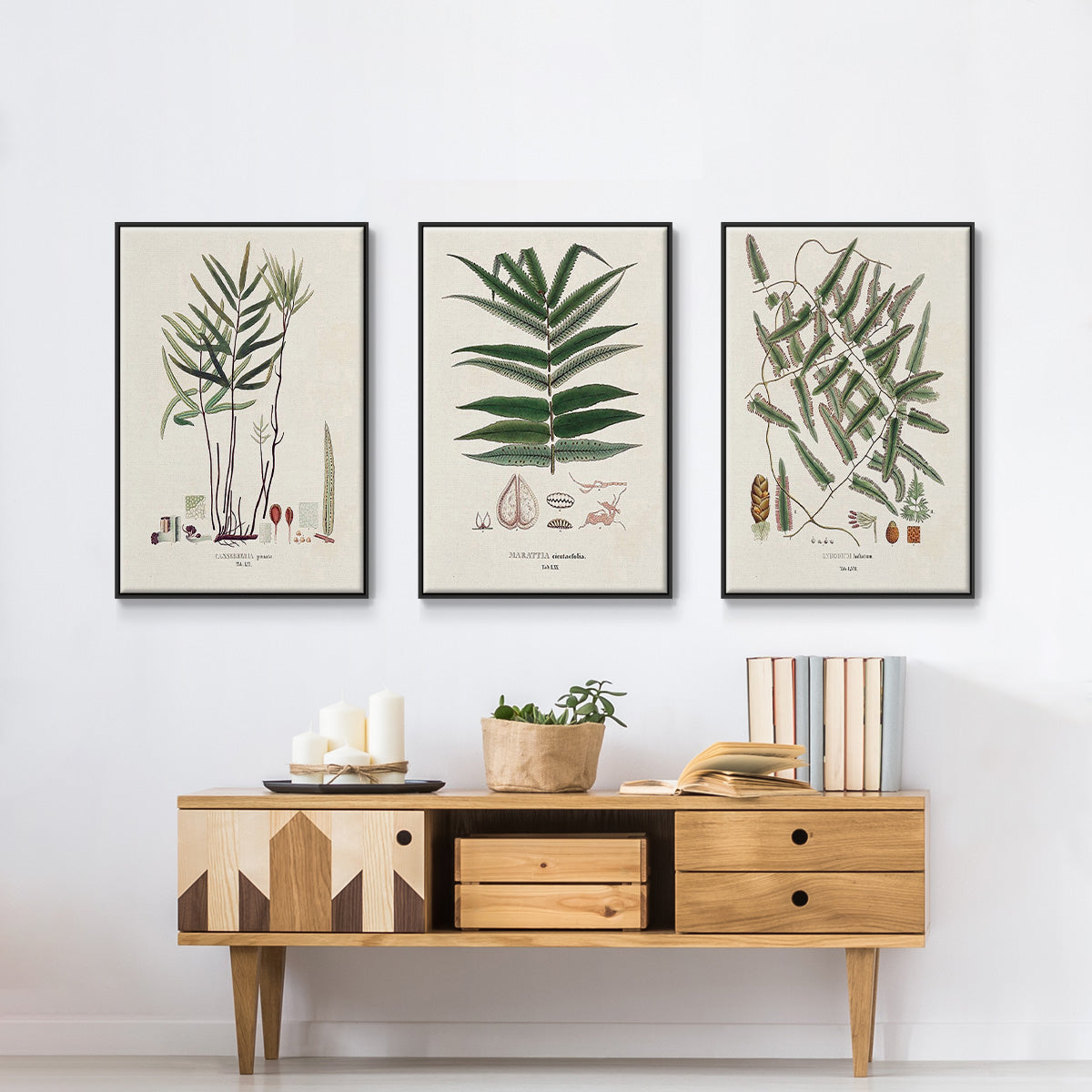 Botanical Society Ferns X - Floater Framed Canvas Set