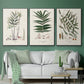 Botanical Society Ferns X - Floater Framed Canvas Set