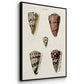 Cone Shell Collection I - Floater Framed Canvas Set