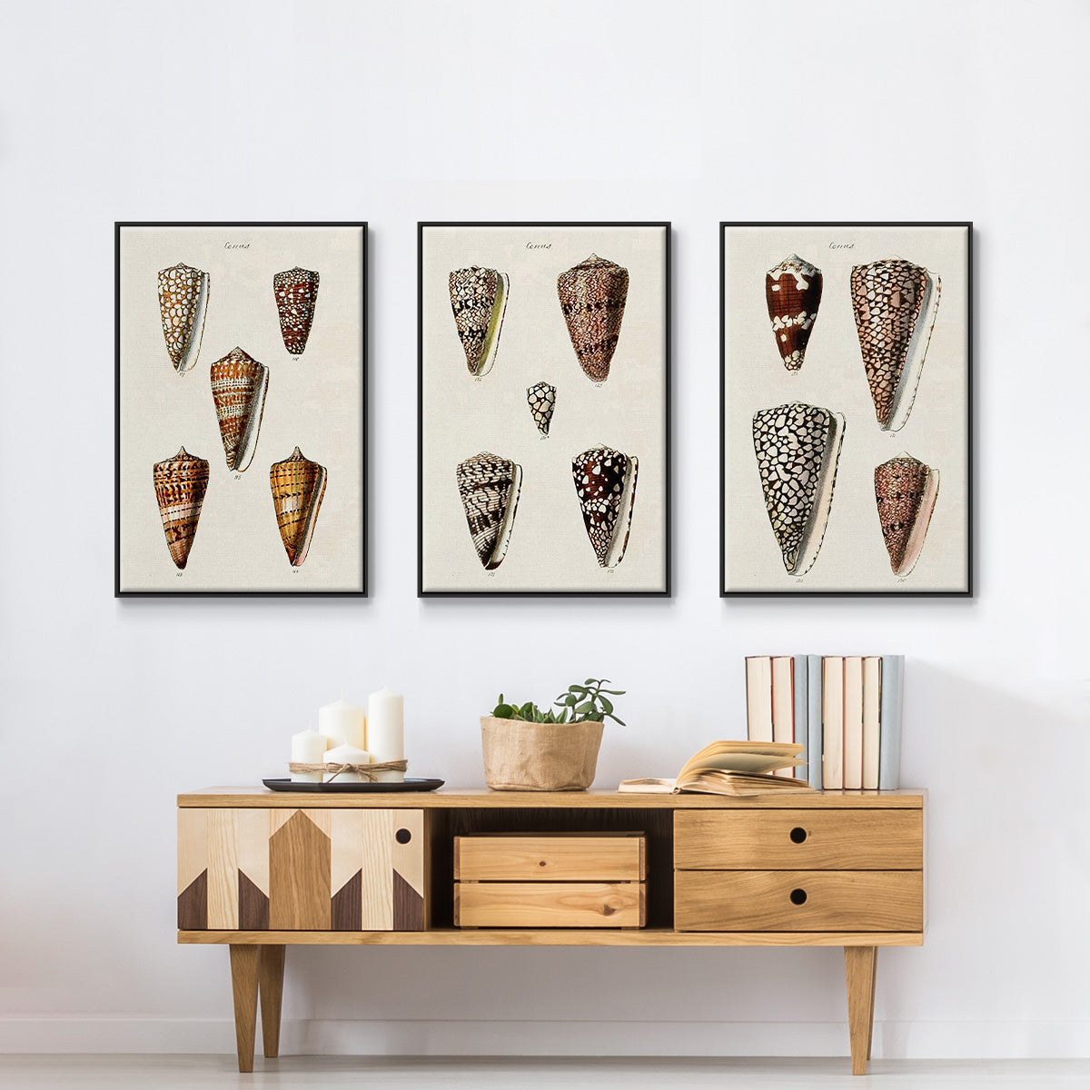 Cone Shell Collection I - Floater Framed Canvas Set