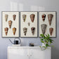 Cone Shell Collection I - Floater Framed Canvas Set