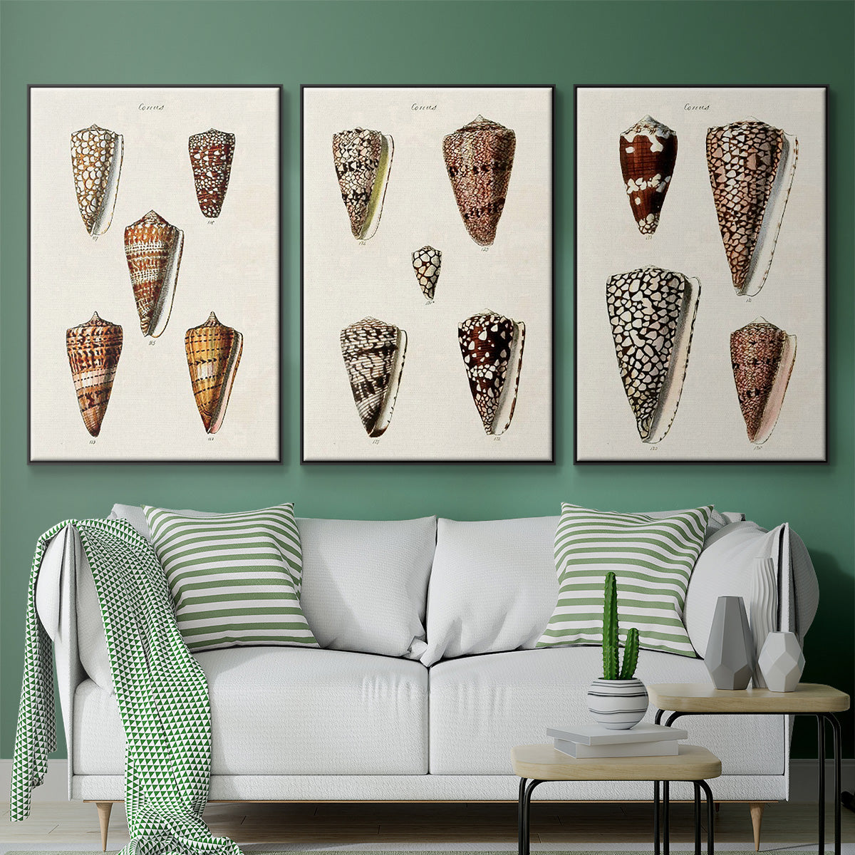 Cone Shell Collection I - Floater Framed Canvas Set