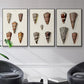 Cone Shell Collection I - Floater Framed Canvas Set