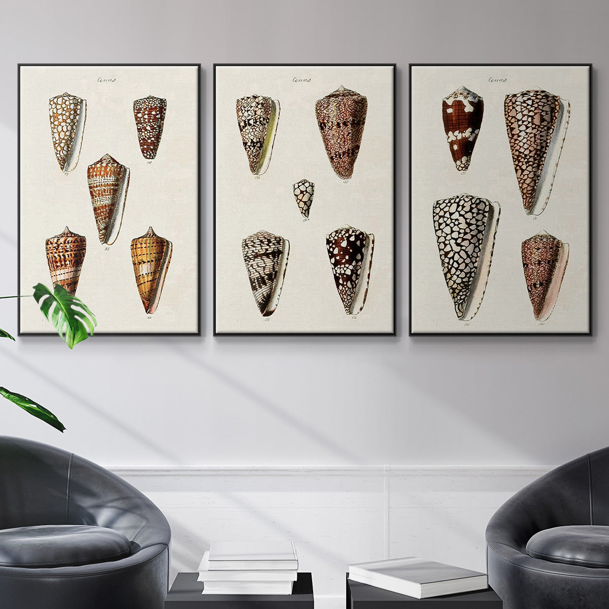 Cone Shell Collection I - Floater Framed Canvas Set