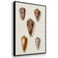 Cone Shell Collection IV - Floater Framed Canvas Set